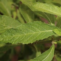 Baccharoides anthelmintica (L.) Moench